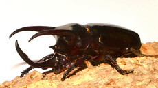 Dreihornkäfer (14).jpg